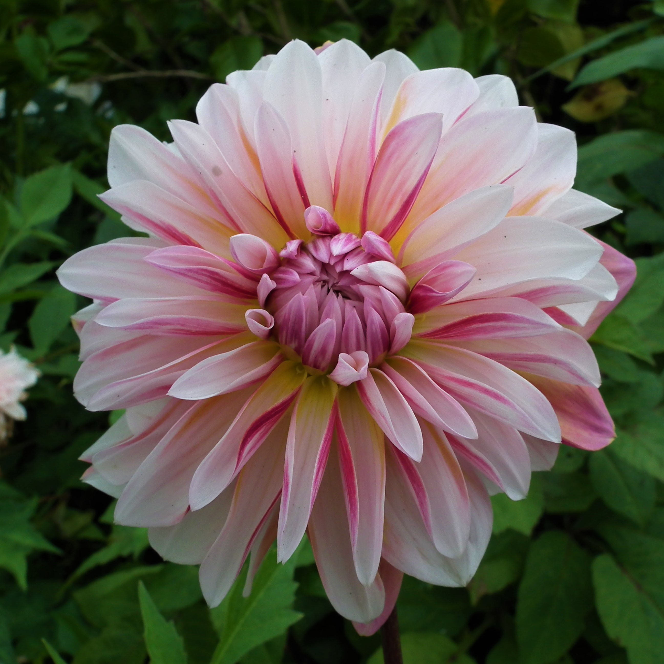 Dahlia Caribbean Fantasy